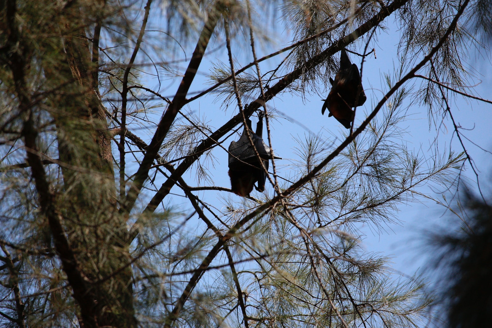 Are Bats Bad Luck