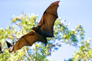 a large bat flying over a forest filled with trees