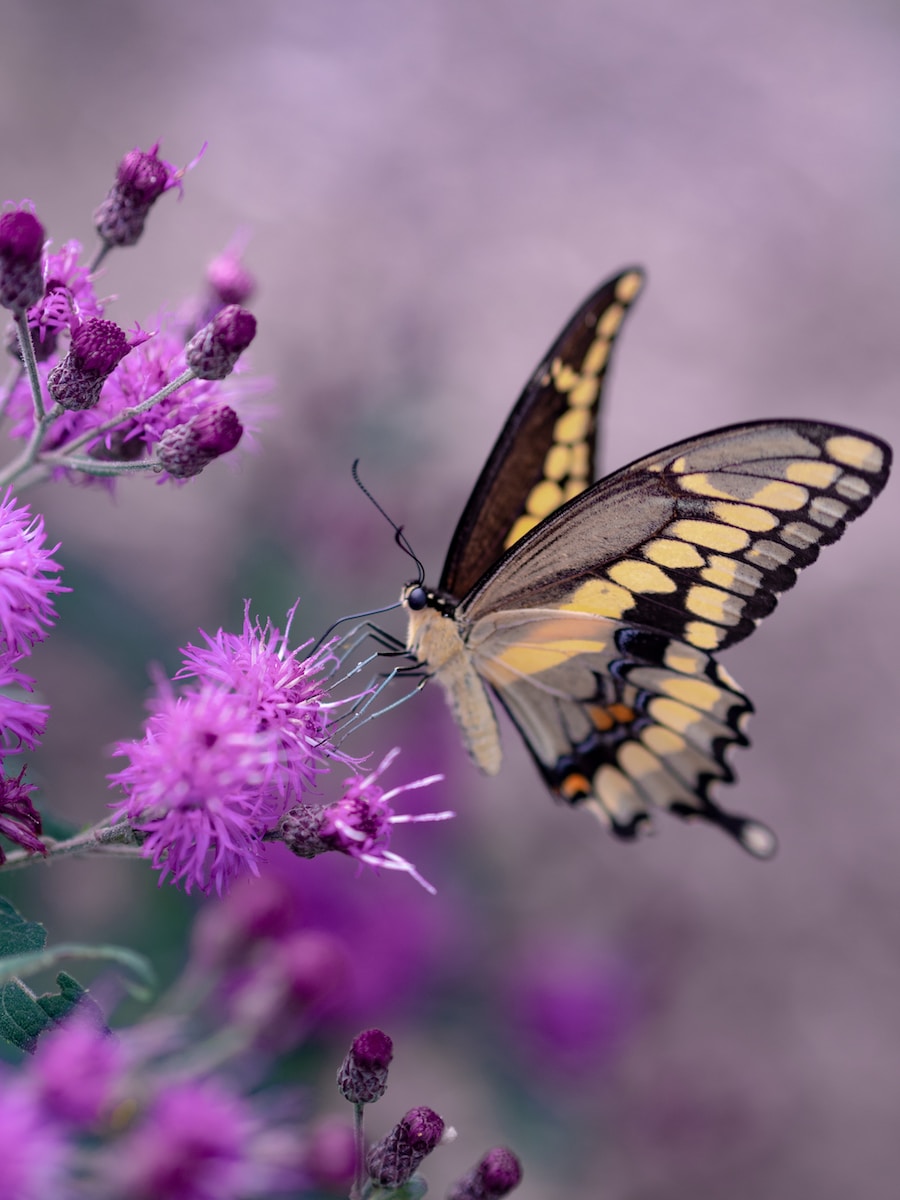 Butterfly Spiritual Meaning