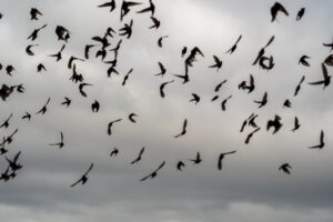 spiritual meaning of flock of black birds