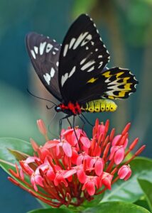 Butterfly Symbolism: 10 Mind Blowing Spiritual Meanings