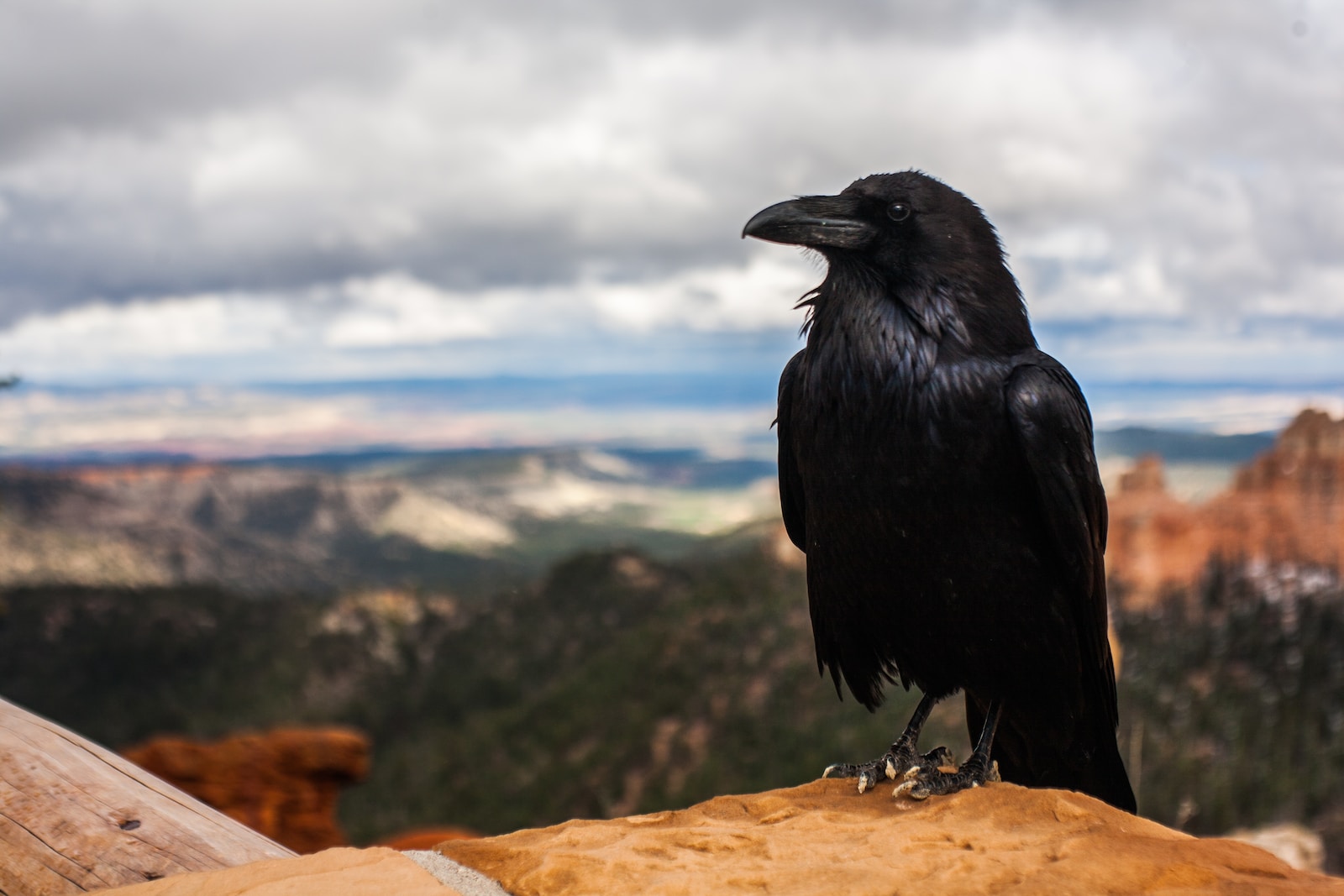 Crow Symbolism: 10 Spiritual Meanings Of This Bird