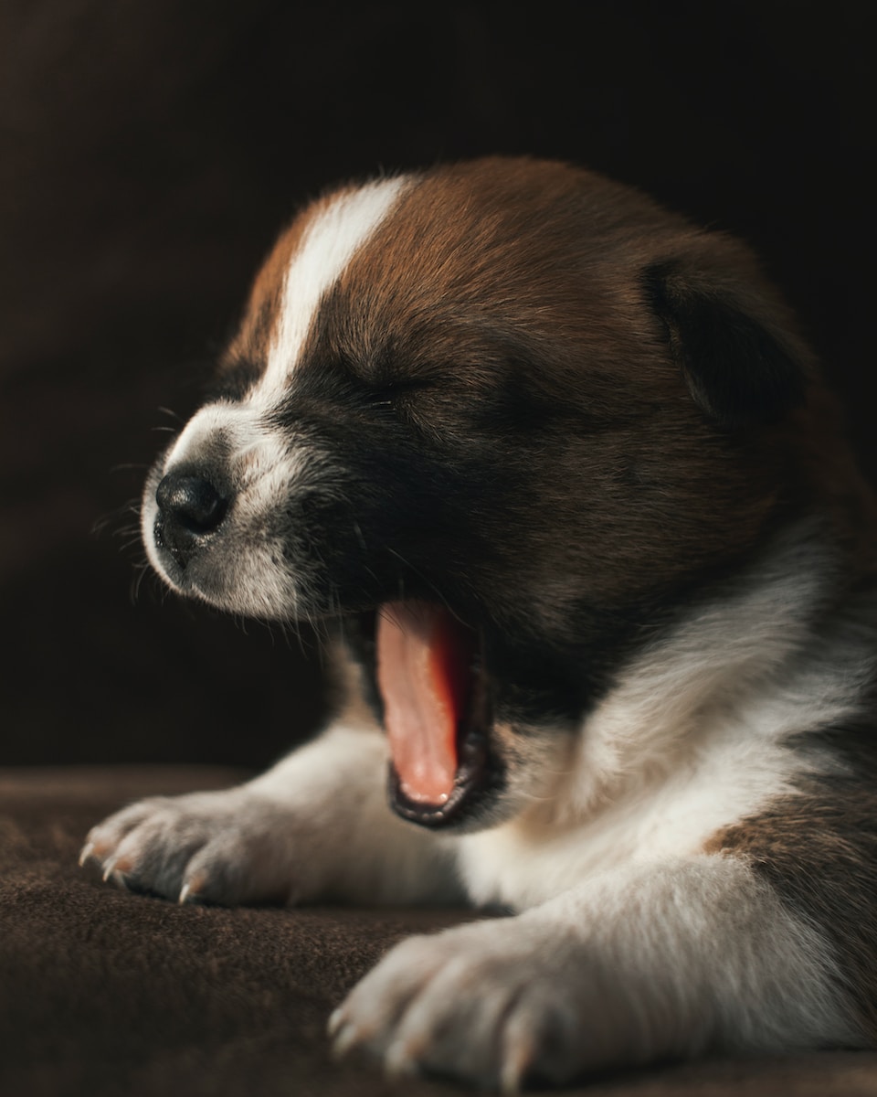 spiritual meaning of puppies in dreams