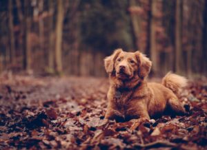 Brown Puppy Dream Meaning