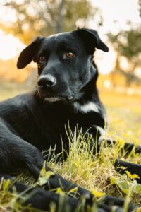 Black Dog Spirit Animal