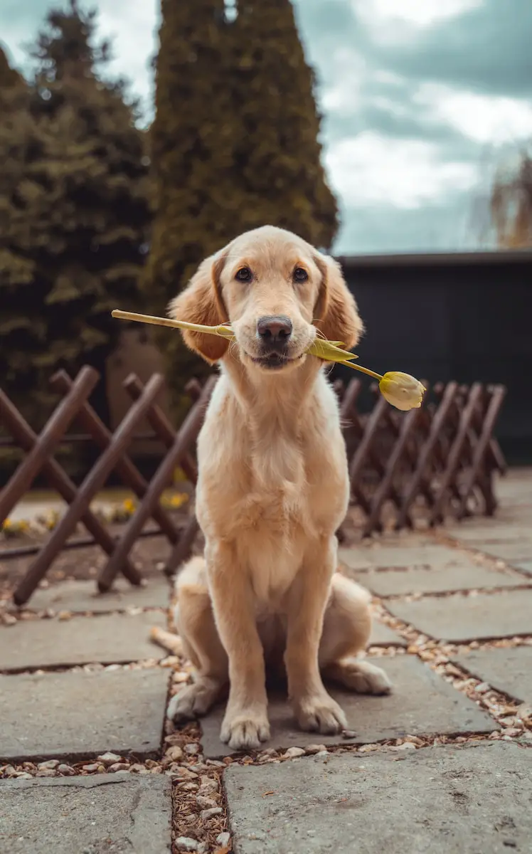 Spiritual Meaning of a Dog Crossing Your Path