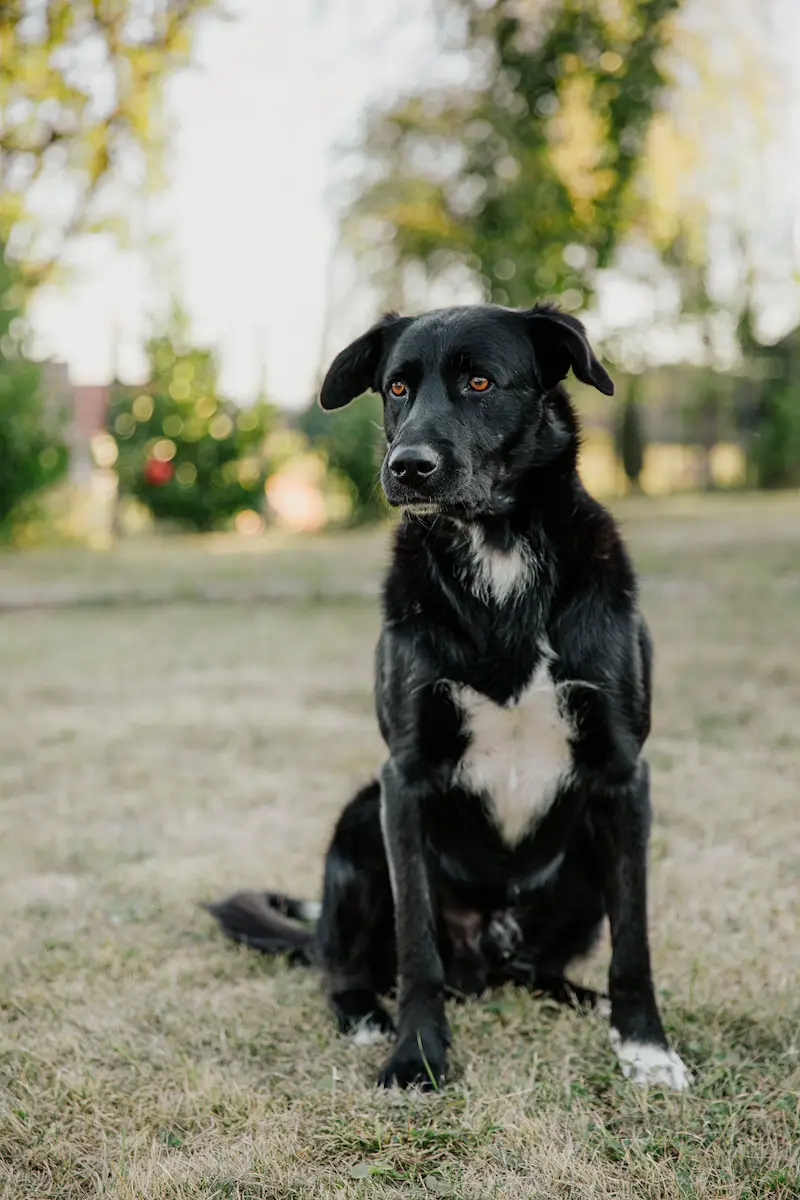 the-black-dog-spirit-animal-unveiling-its-meaning-and-symbolism-2023