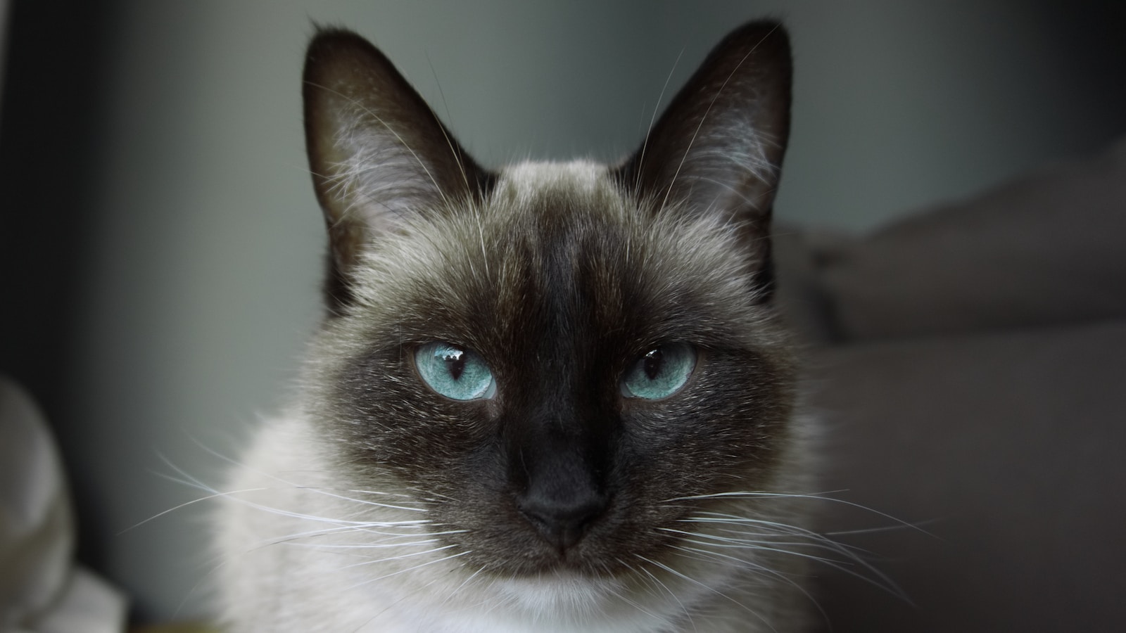 Chocolate vs Seal Point Siamese