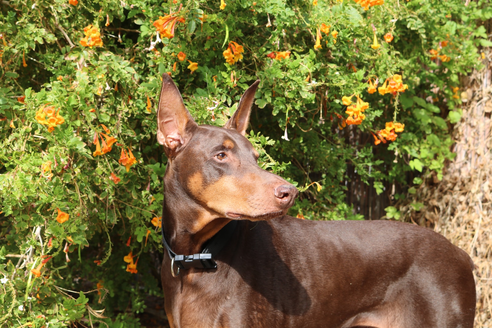Chocolate vs Red Doberman