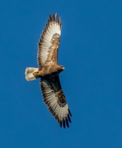 What is the Spiritual Meaning of Seeing a Hawk?