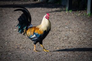 Biblical Meaning of a Rooster in a Dream