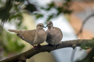 What Is the Spiritual Meaning of a Dove?