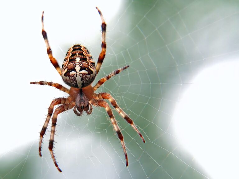 Spider Spirit Animal Symbolism & Their Meaning (Explained) 2025