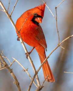 What Does Seeing a Cardinal Mean