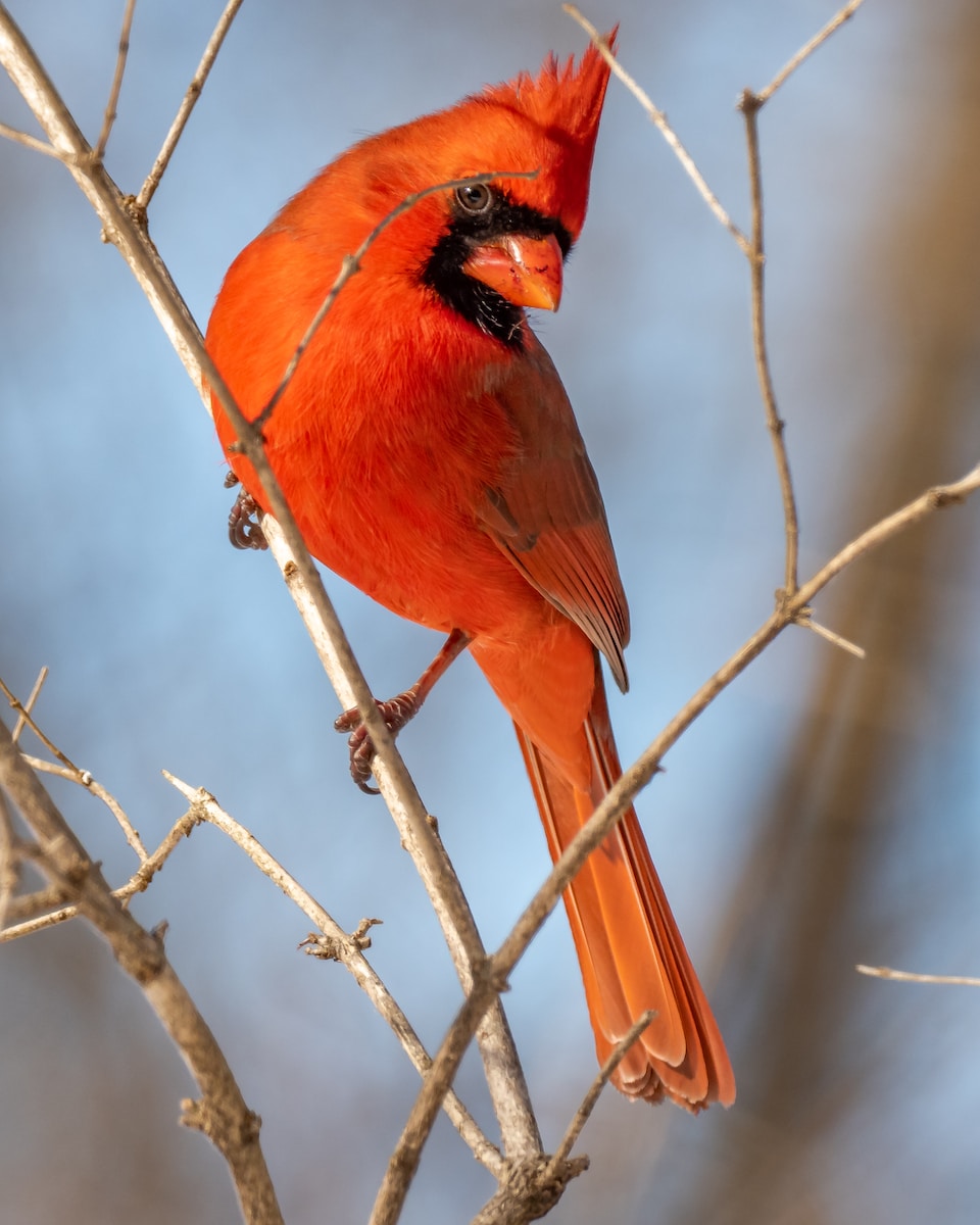 what-does-seeing-a-cardinal-mean-symbolism-explained-2023