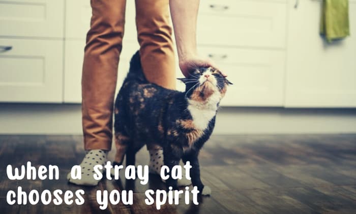 15 Spiritual Meanings Of When A Stray Cat Chooses You