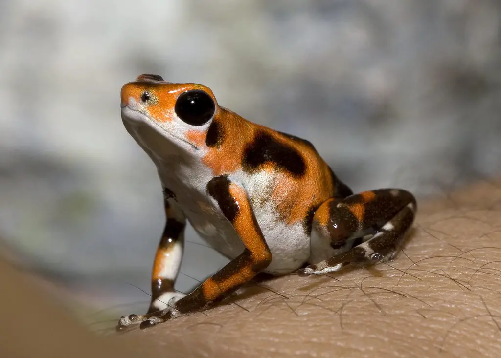 Dreaming About Frog: 61+ Biblical And Spiritual Meanings