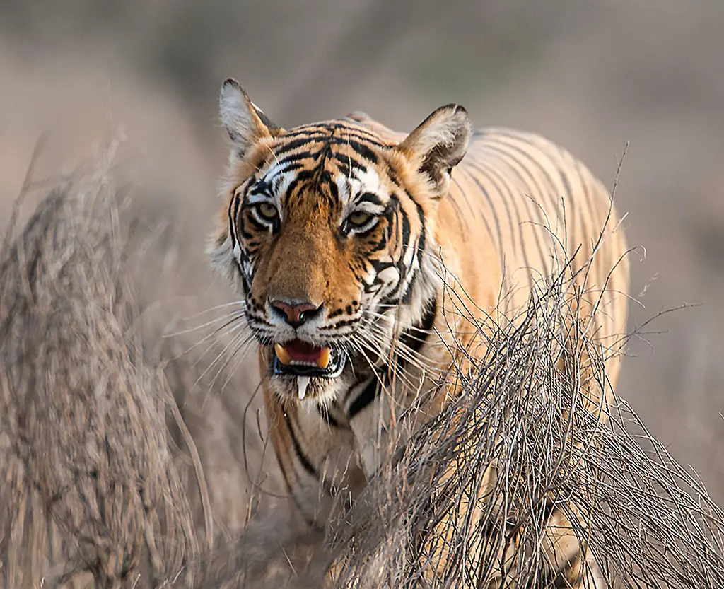 Dreaming About Tigers: 60 Explanations (Biblical Means)