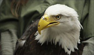 Dreaming About Eagles: 57 Symbolism, Meaning And Explanations