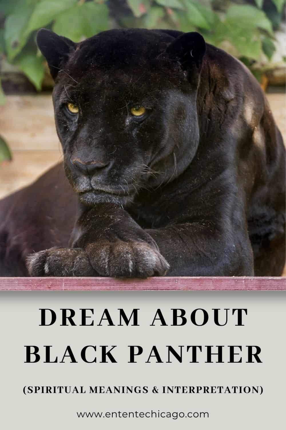 Black Panther Dream Meaning