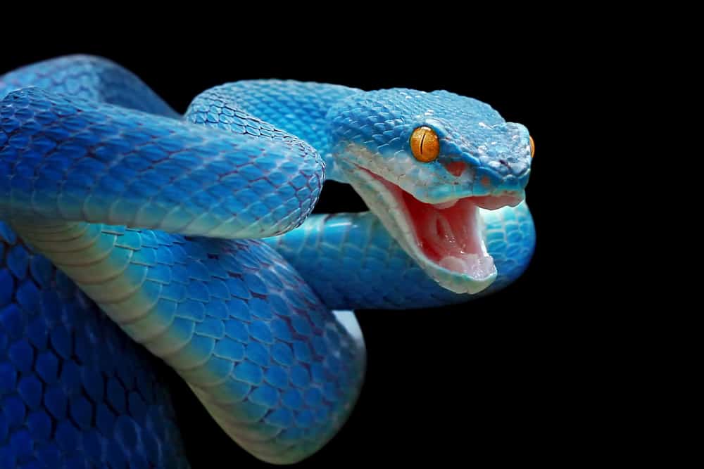 Blue Snake Dream 2023