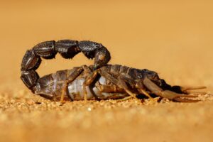 Dream Of Scorpion: 60 Biblical And Spiritual Meanings