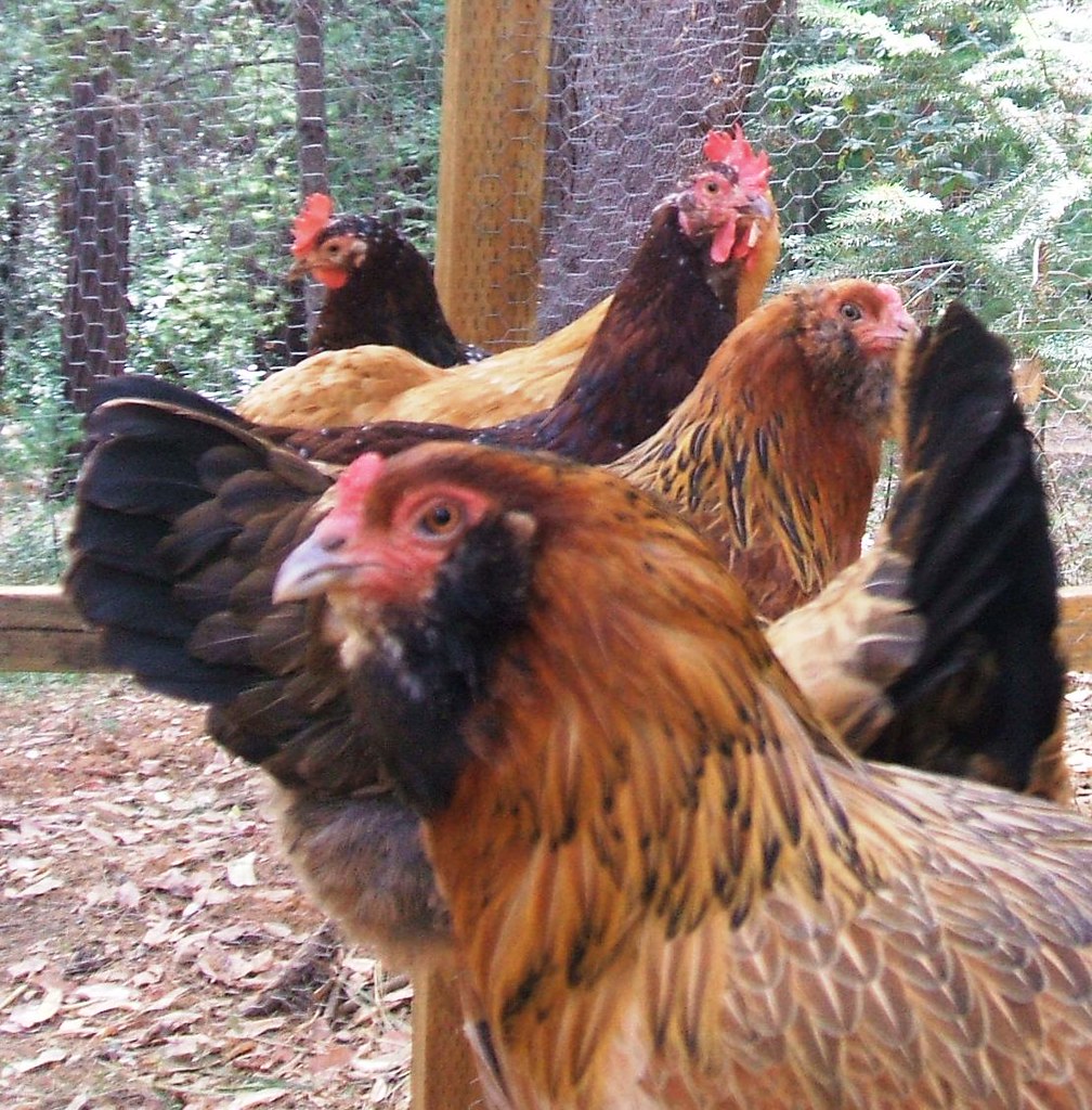 71 Dream Of Chickens : Symbolism And Spiritual Meanings