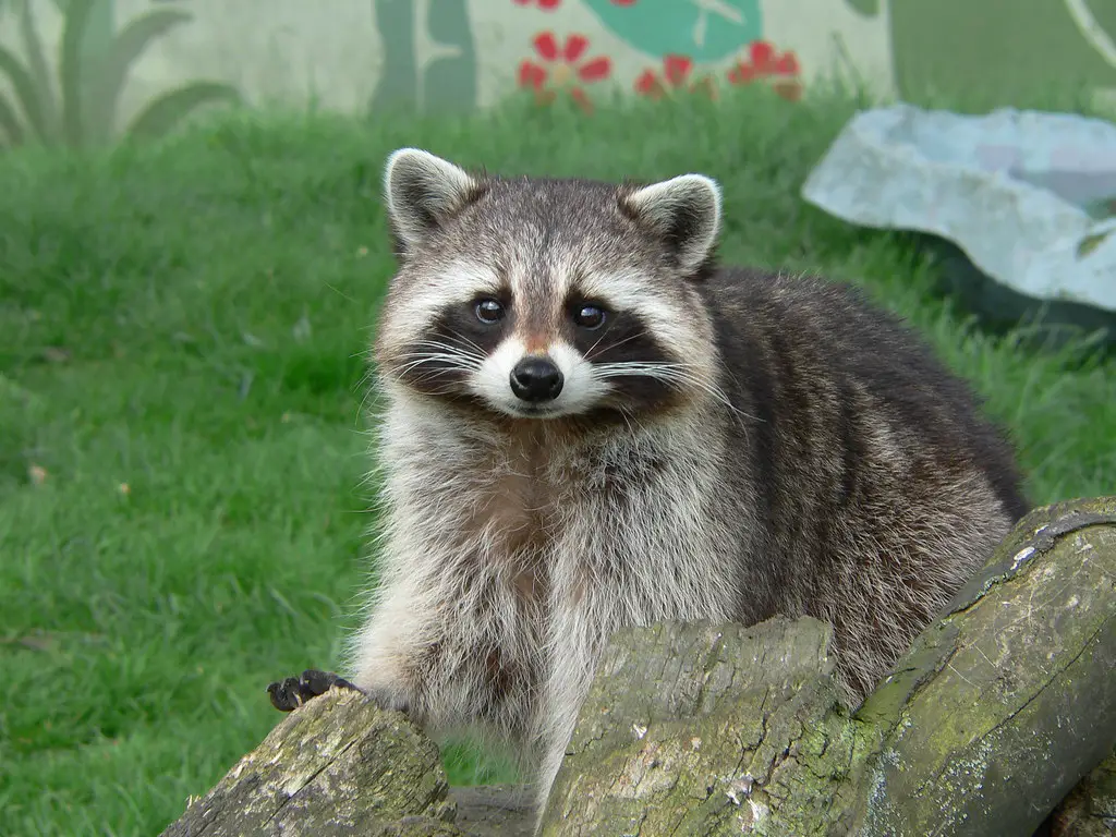 Dreaming About Raccoons: 51 Symbolism, Meaning And Explanations