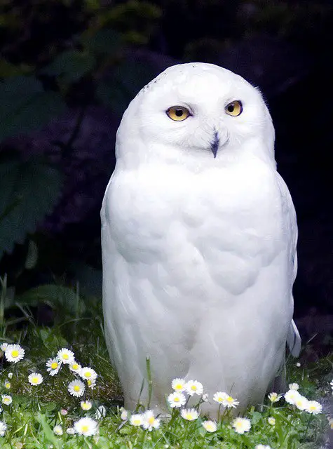 Dream About White Owl