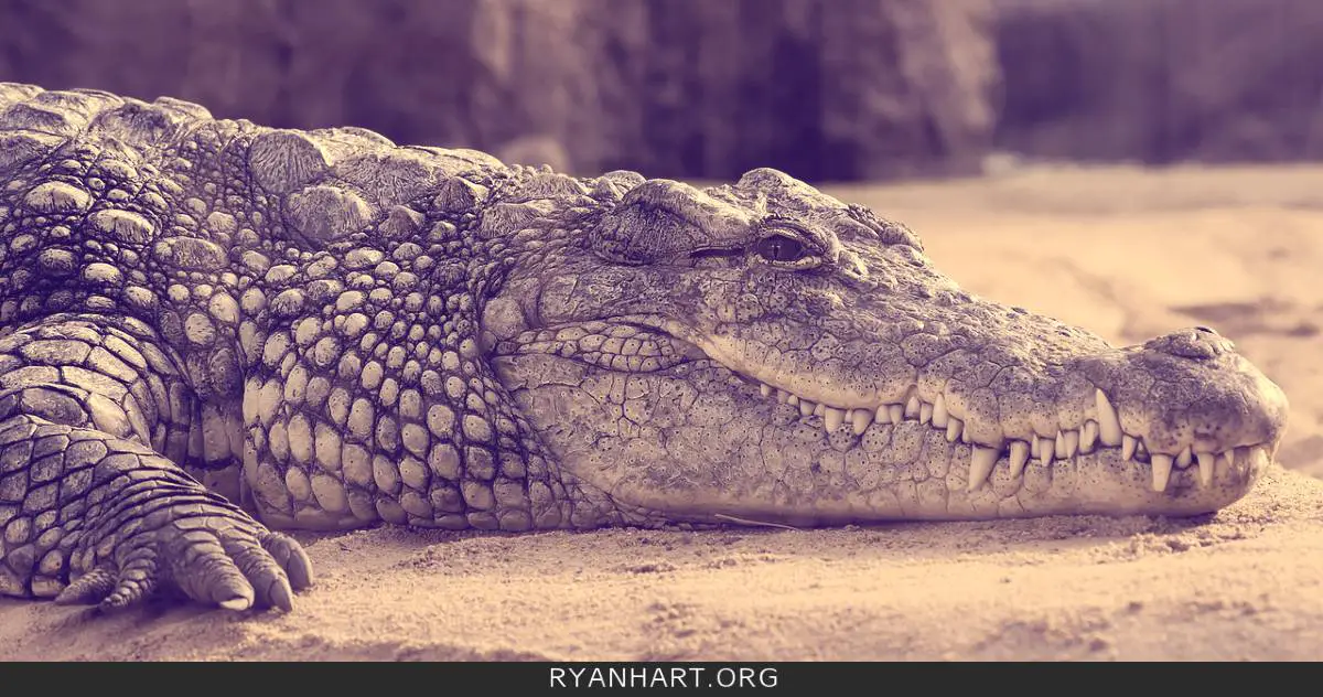 Dream Of Alligator: Know Actual Biblical & Spiritual Meaning of It