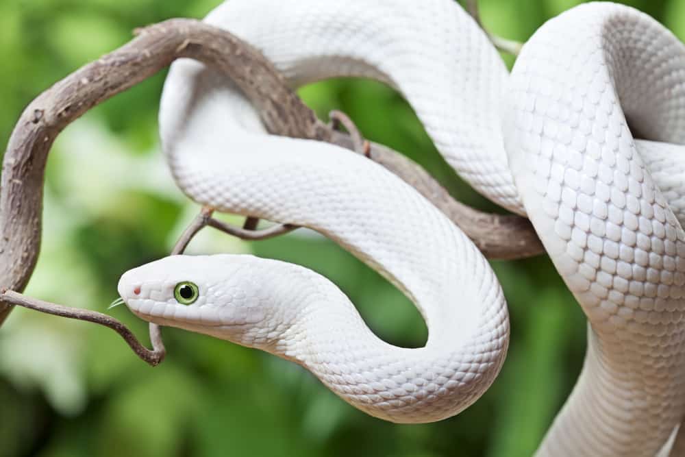 dreaming-of-white-snakes-2023