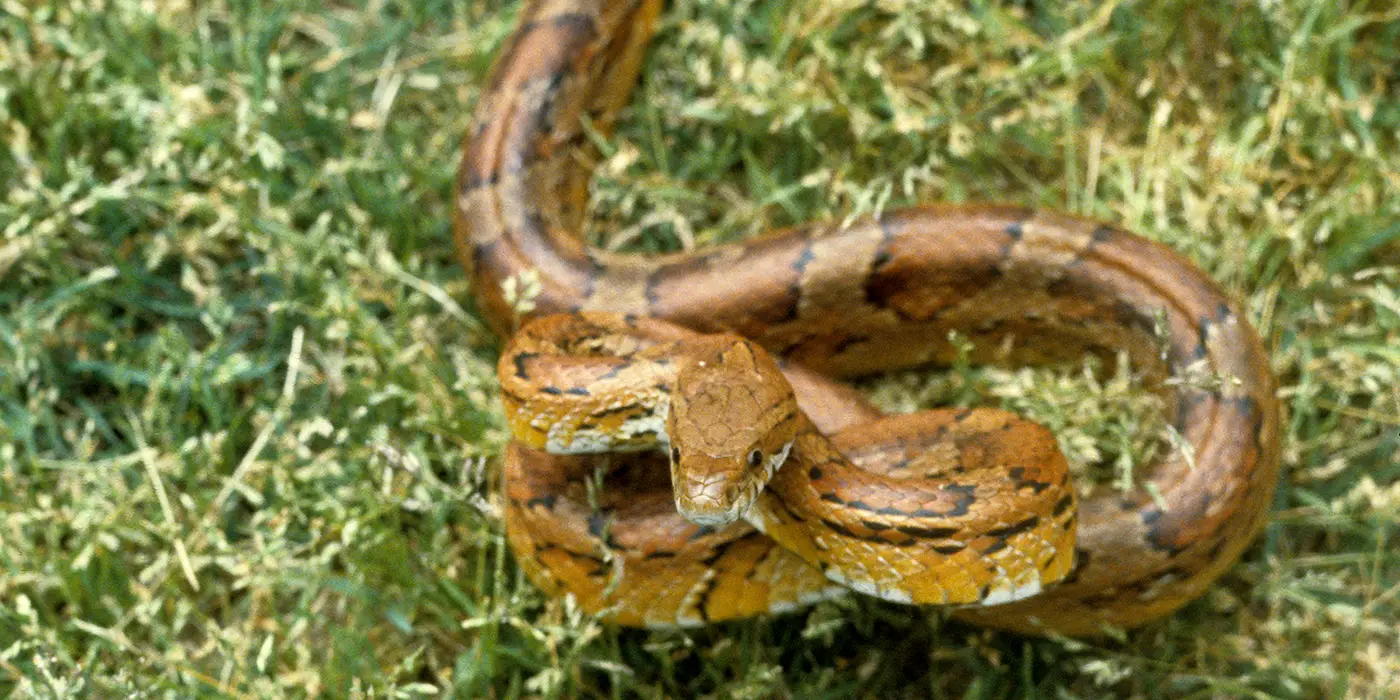 Dreaming Of Yellow Snake: 60 Meanings, Symbolism & Explanations 2024