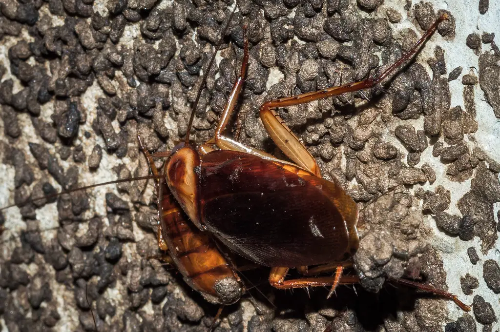 Dream Of Roaches: 59 Biblical And Spiritual Meanings