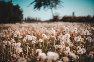 What Does It Mean to Dream About Dandelions