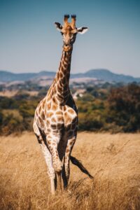 Dreaming About Giraffe: 55 Meanings And Explanations