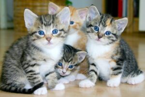 Dreaming About Kittens: 55 Meanings And Explanations