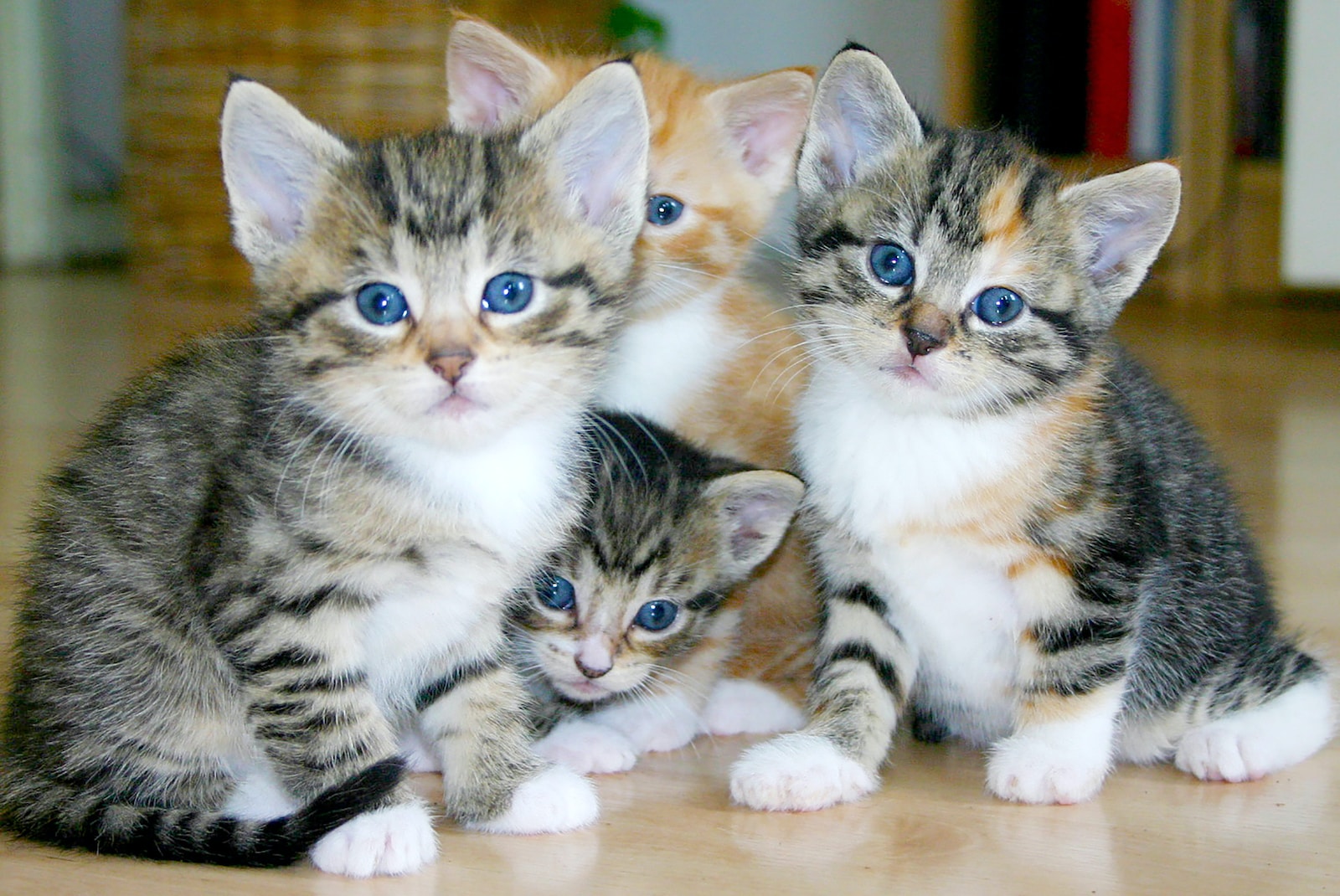 Dreaming About Kittens: 55 Meanings And Explanations