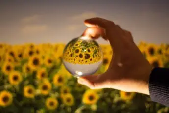 What Does It Mean to Dream About a Sunflower?