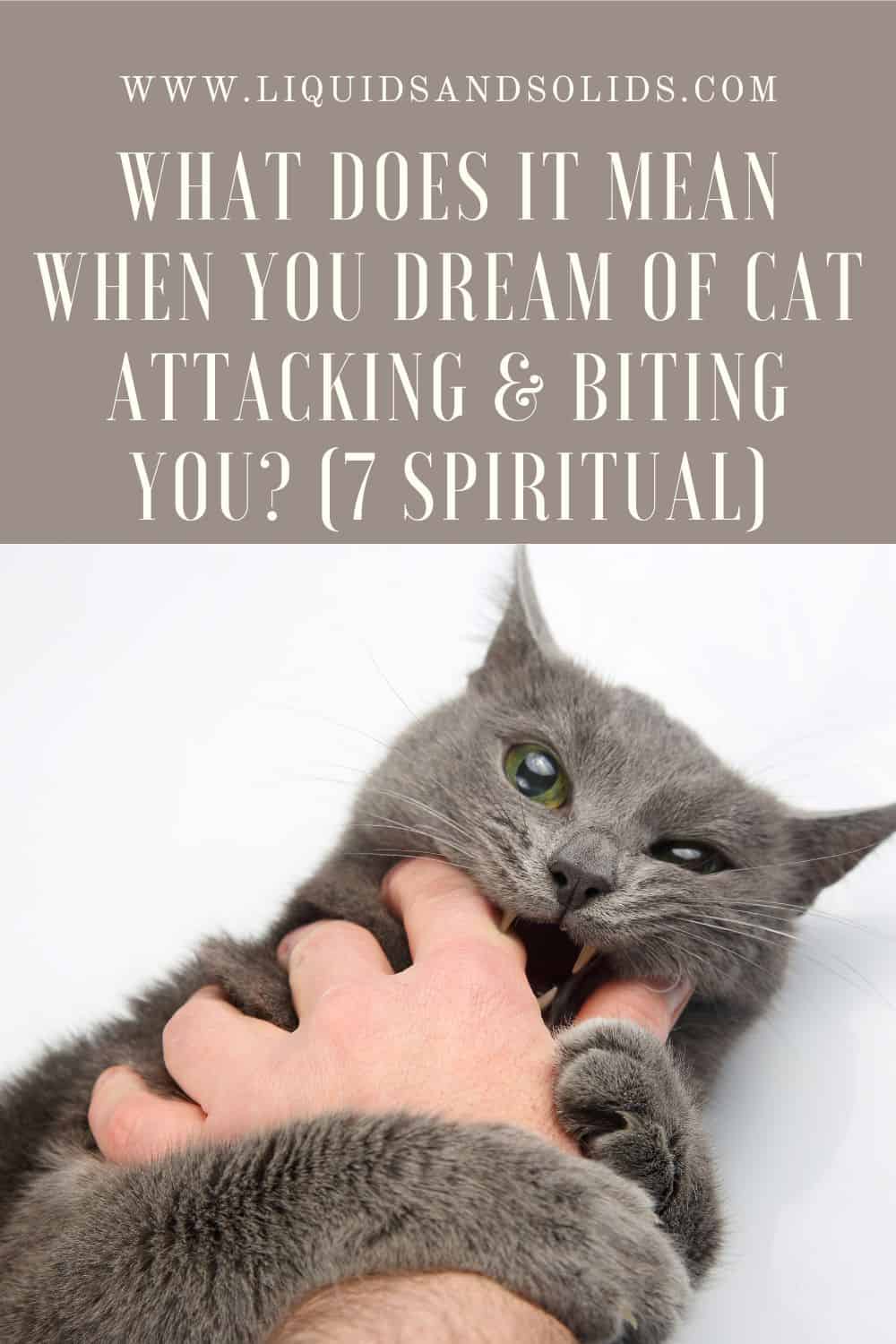 What Does It Mean to Dream About Being Attacked by a Cat - Everything You Need to Know
