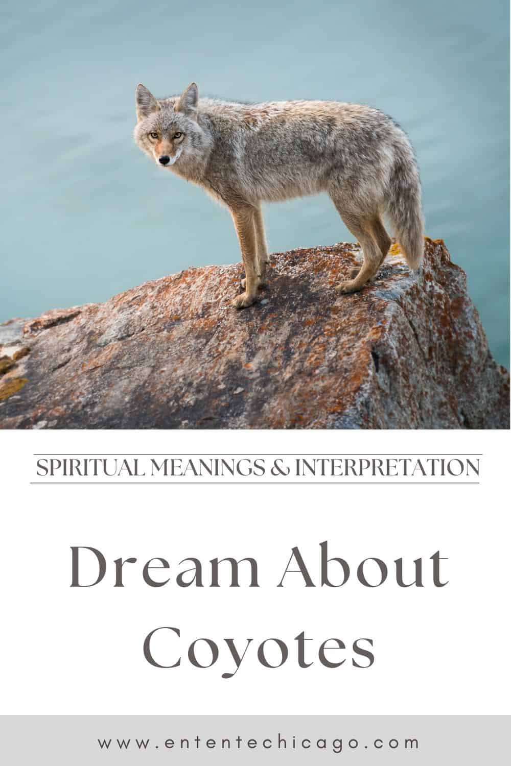 What Does It Mean to Dream About Coyotes - Everything You Need to Know