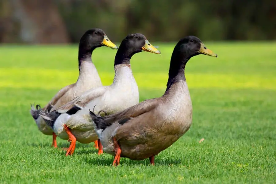 What Does It Mean To Dream About Ducks - Everything You Need to Know