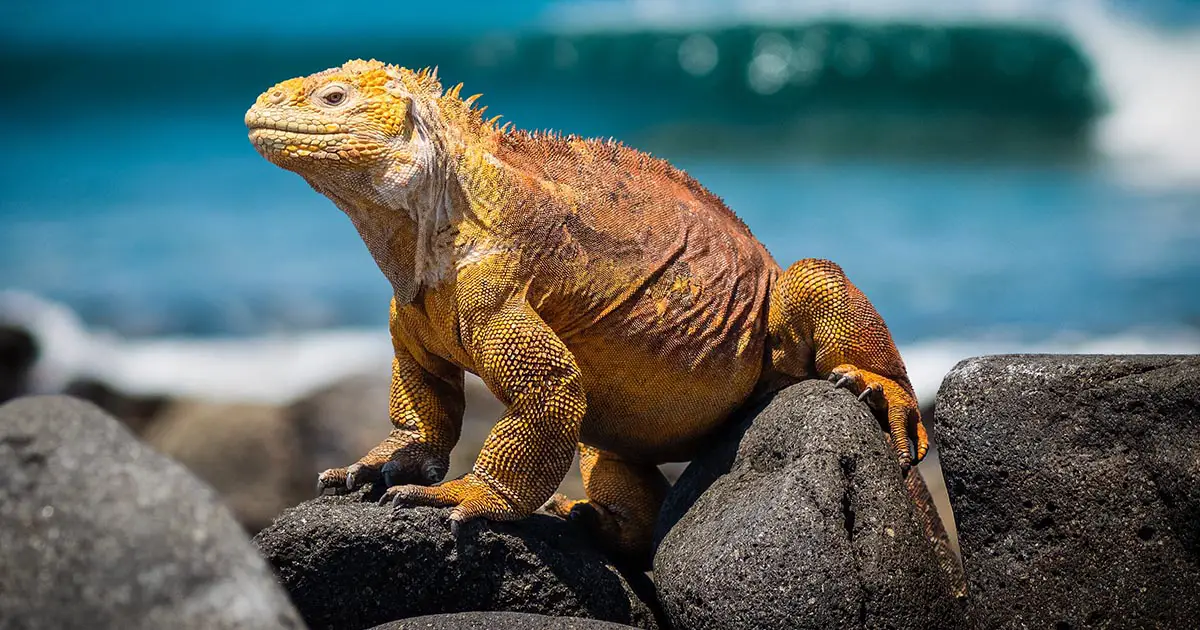 What Does It Mean To Dream About Iguanas - Everything You Need to Know