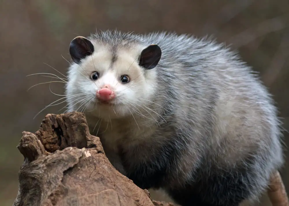 What Does It Mean to Dream About Possums - Everything You Need to Know