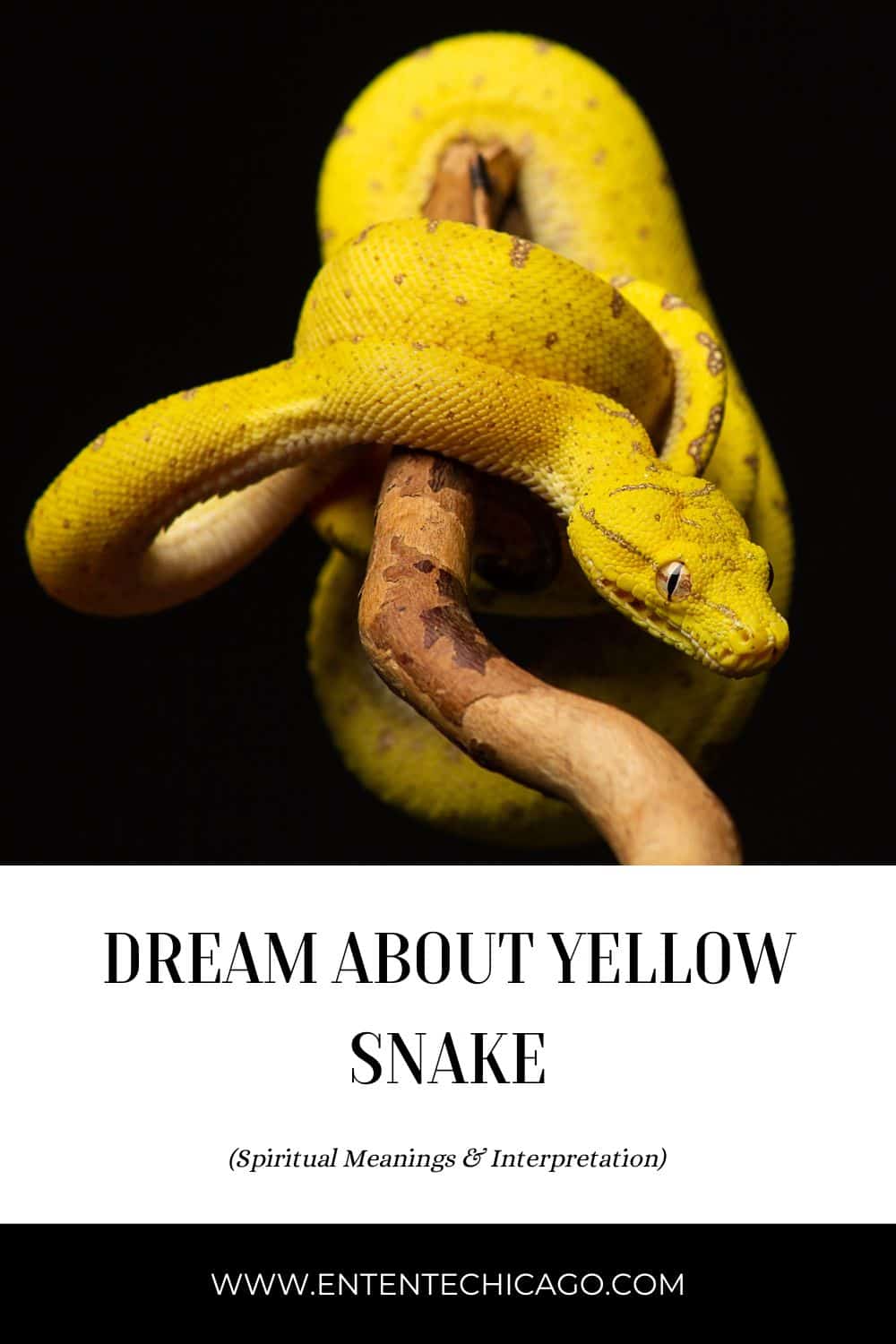 Yellow Snake Dream