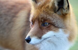 Biblical meaning of fox in a dream