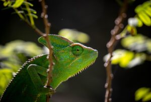 Spiritual Significance of Seeing a Green Chameleon in Dream