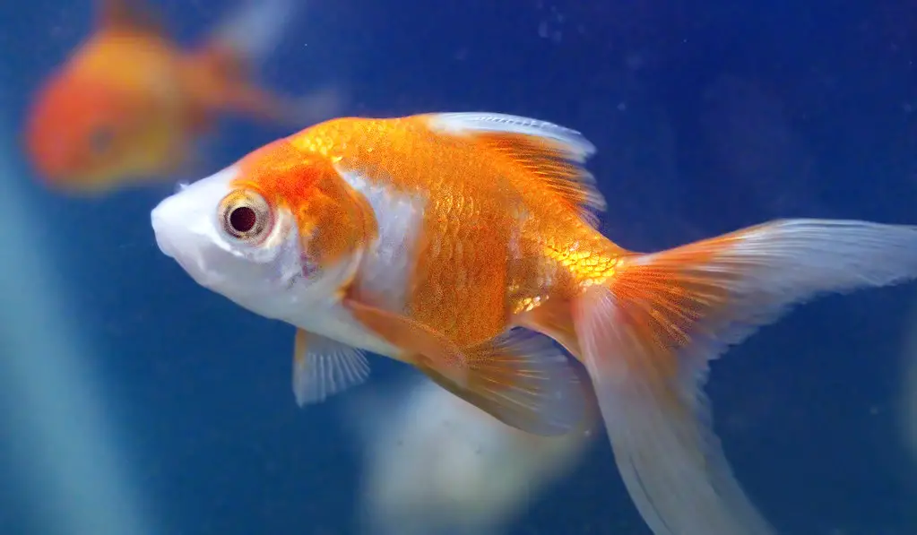 Dreaming About Goldfish