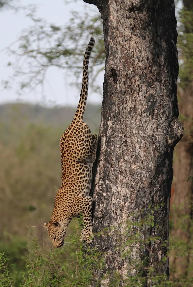 Dreaming of a Jaguar Chasing Me