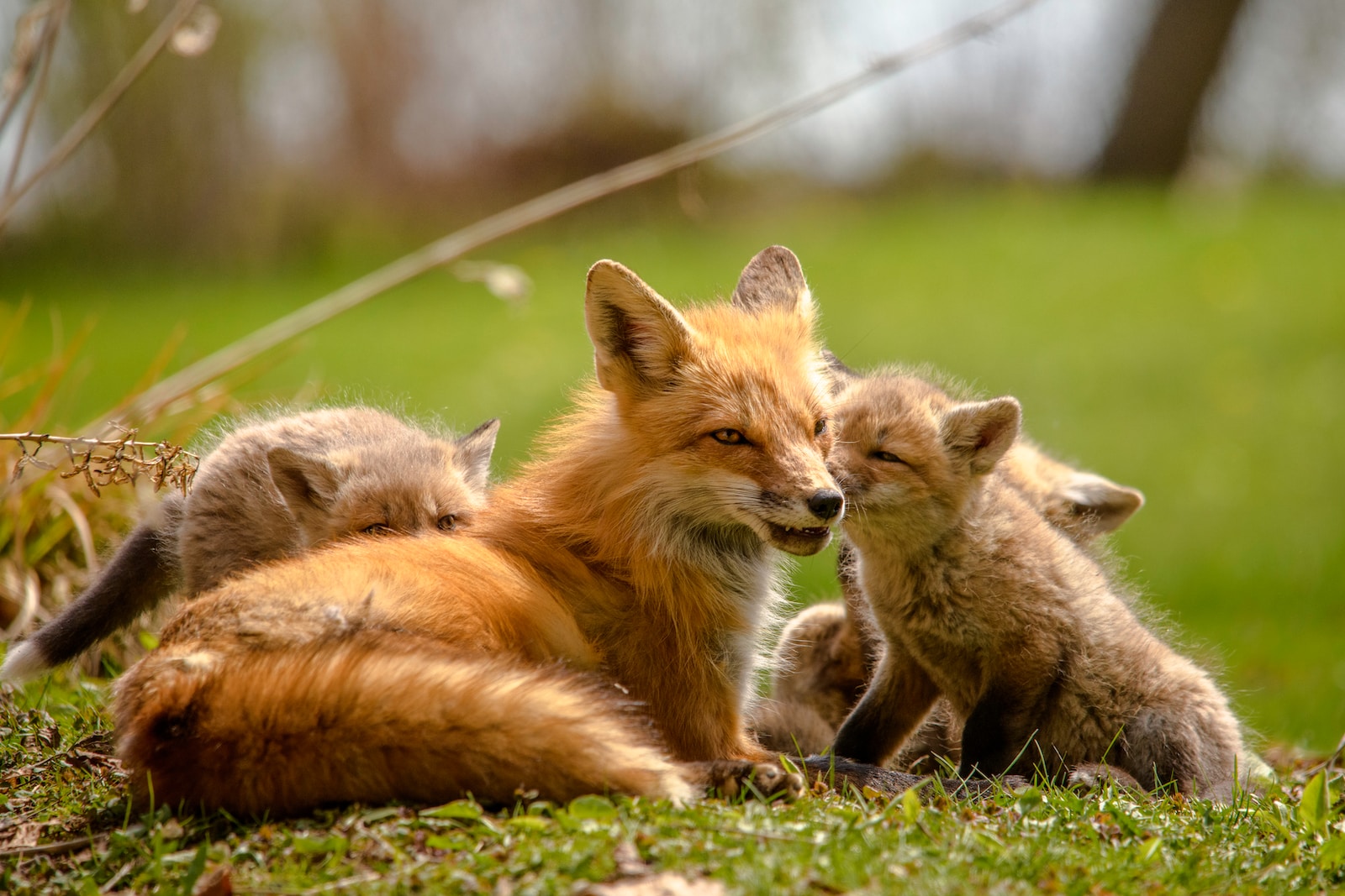 Dream Of Foxes