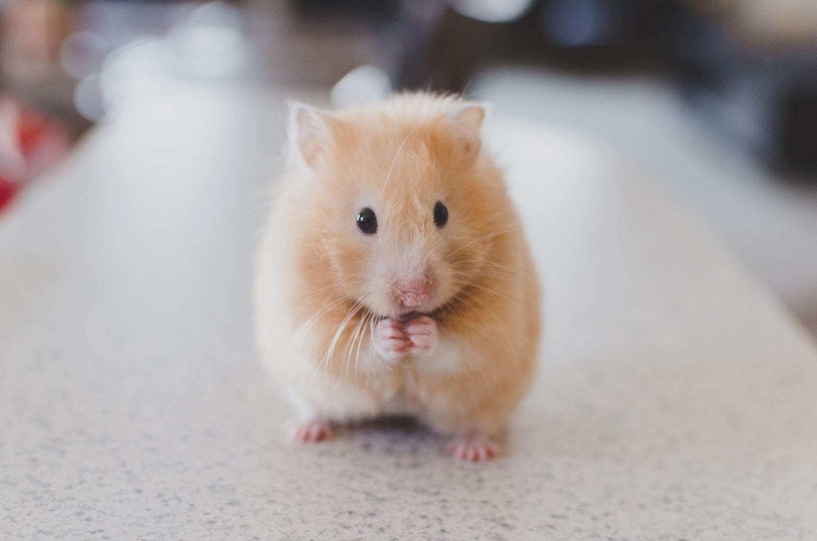 Dreams About Hamsters Escaping And 35 Spiritual Meanings